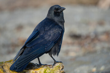 Detailed Portrait of American Crow 