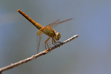 dragonfly