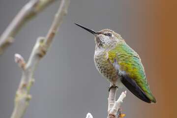Beautiful Female Anna's Humminbird Peers Skyward
