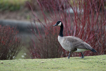 Regal Canada Goose Walks to a Pond