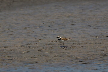 plover