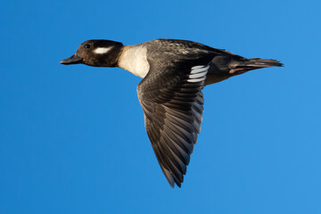 Portrait of Female Bufflehead Duck in Flight