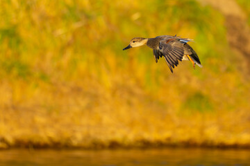 Male Gadwall Landing in Late Afternoon Light
