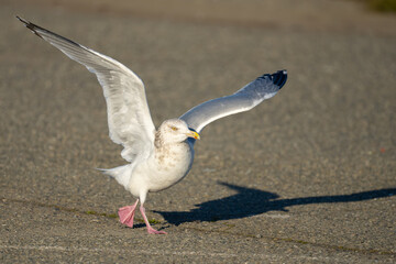 American Herring Gull in a Running Take-Off
