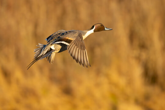 Beautiful Drake Pintail Duck in Afternoon Light