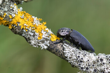 Peach Rootborer, Metallic Wood Boring Beetle (Capnodis tenebrionis), on wood, Coleottero buprestide (Capnodis tenebrionis). Bunnari, Sassari, Sardegna. Italia