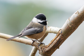 High-Detail Portrait of Black-Capped Chickadee