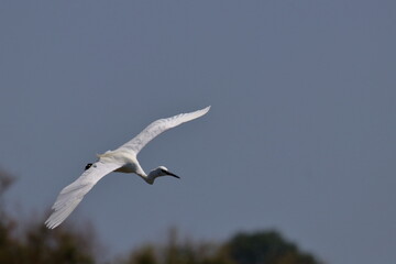 white egret