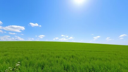 Fototapeta premium A sunny day with a blue sky and a vast expanse of green grass, warm sunlight, green grass, landscape