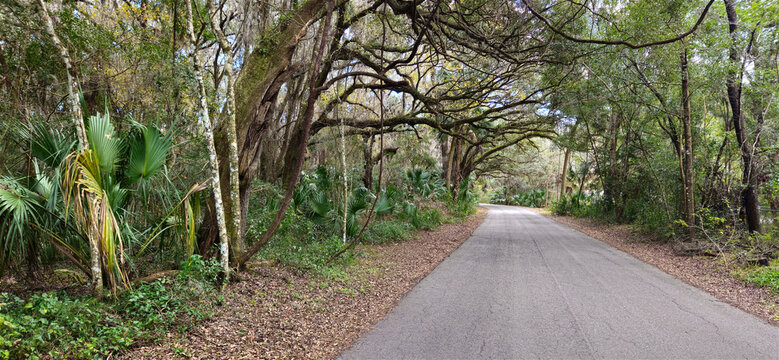 A paved road along some oak trees extending over the road