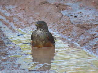 a small bird