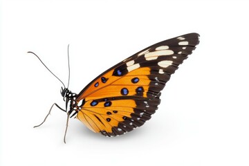 Obraz premium Butterfly with orange and black wings is laying on a white background