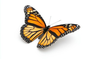 Fototapeta premium Large orange butterfly with black spots on its wings