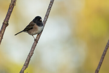 Plucky Dark-Eyed Junco Takes a Meal Break