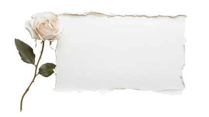 Elegant White Rose with Torn Paper Frame Wedding Invitation Design on transparent background