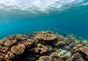Fototapeta premium coral reef in the caribbean sea
