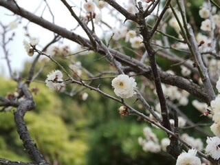 公園で咲いている白梅