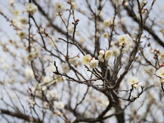 公園で咲いている白梅