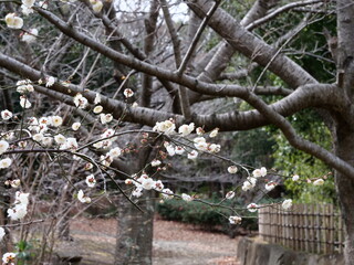 公園で咲いている白梅