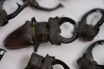 Lucanus cervus, known as the European stag beetle