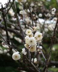 公園で咲いている白梅