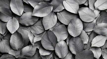 Black and white leaf pattern background
