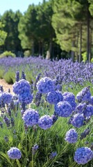 Obraz premium Beautiful Lavender Field With Purple Flowers
