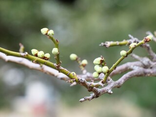 梅の蕾