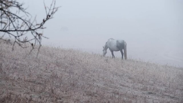 Horse graze on countryside autumn field searching for feed. Free animal walking and eating dry grass on the hillside in the fog