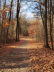 Obraz premium Tranquil Walking Path Surrounded by Autumn Trees with Fallen Leaves : Generative AI