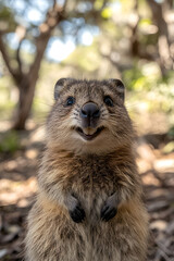 Charming Quokka's Winning Smile: Nature's Happiest Marsupial Spreading Joy