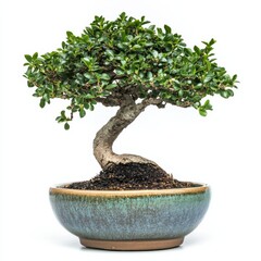 Tiny bonsai tree in a ceramic pot isolated on white background