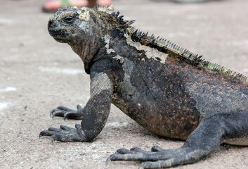 Iguana marina reposando sobre el hormigón en la Estación Científica Charles Darwin, isla Santa Cruz, Galápagos, Ecuador.