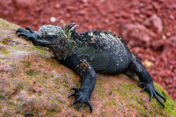 Iguana marina (Amblyrhynchus cristatus) descansando sobre una roca en la Isla Rábida, Galápagos,...