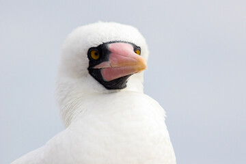 Primer plano de un piquero de Nazca (Sula granti) en un día nublado, mostrando su expresión seria, Genovesa, Galápagos, Ecuador.