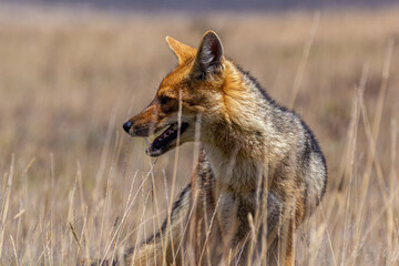Lobo de páramo en el Parque Nacional Cotopaxi, Ecuador, mirando hacia la derecha.