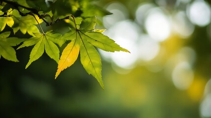 Obraz premium Vibrant Green Maple Leaves with Soft Focus Bokeh and Sunlight Background : Generative AI