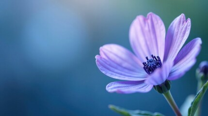 Fototapeta premium A Delicate Lavender Blossom Against a Soft Blue Background, Evoking Serenity and Tranquility