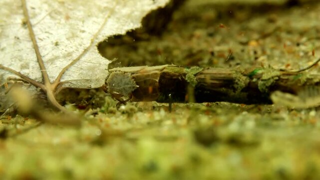 Caddisfly larva (Limnephilus sp.) underwater in a pond, series 002, preparing the cut section of a dead leaf to add to its case, moderate close-up.
