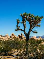Josuha Tree With Blue Skies and Red Rocks In The Background