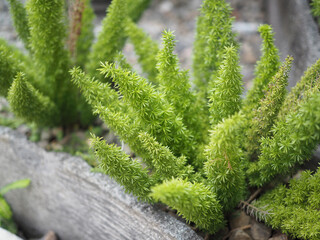 close up of asparagus fern placed in a pot © Bayu