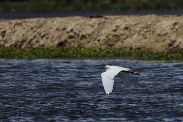 white egret