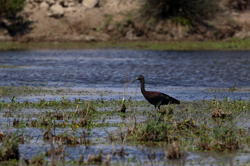 glossy ibis