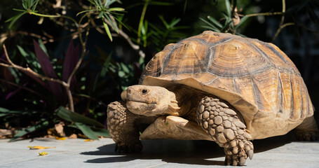 Sucata tortoise on the ground, closeup, animal