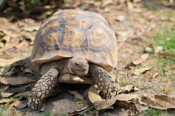 Sucata tortoise on the ground, closeup, animal