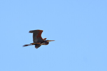 purple heron