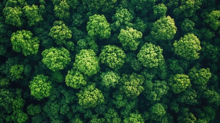 Naklejka premium Aerial view of lush green forest canopy showcasing diverse tree tops in vibrant colors