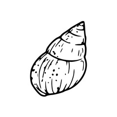 hand drawn seashell graphic