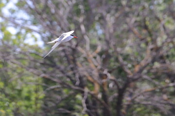 common tern