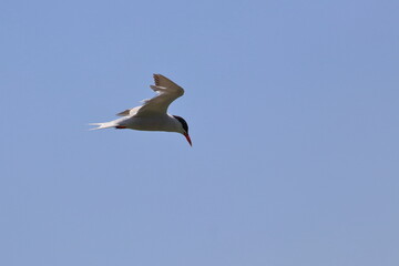 common tern